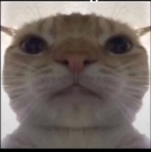 Meet your Posher, Alissah